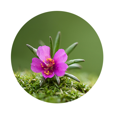 Portulaca Pilosa Extract