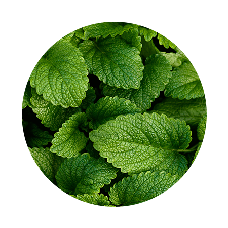 LEMON BALM EXTRACT